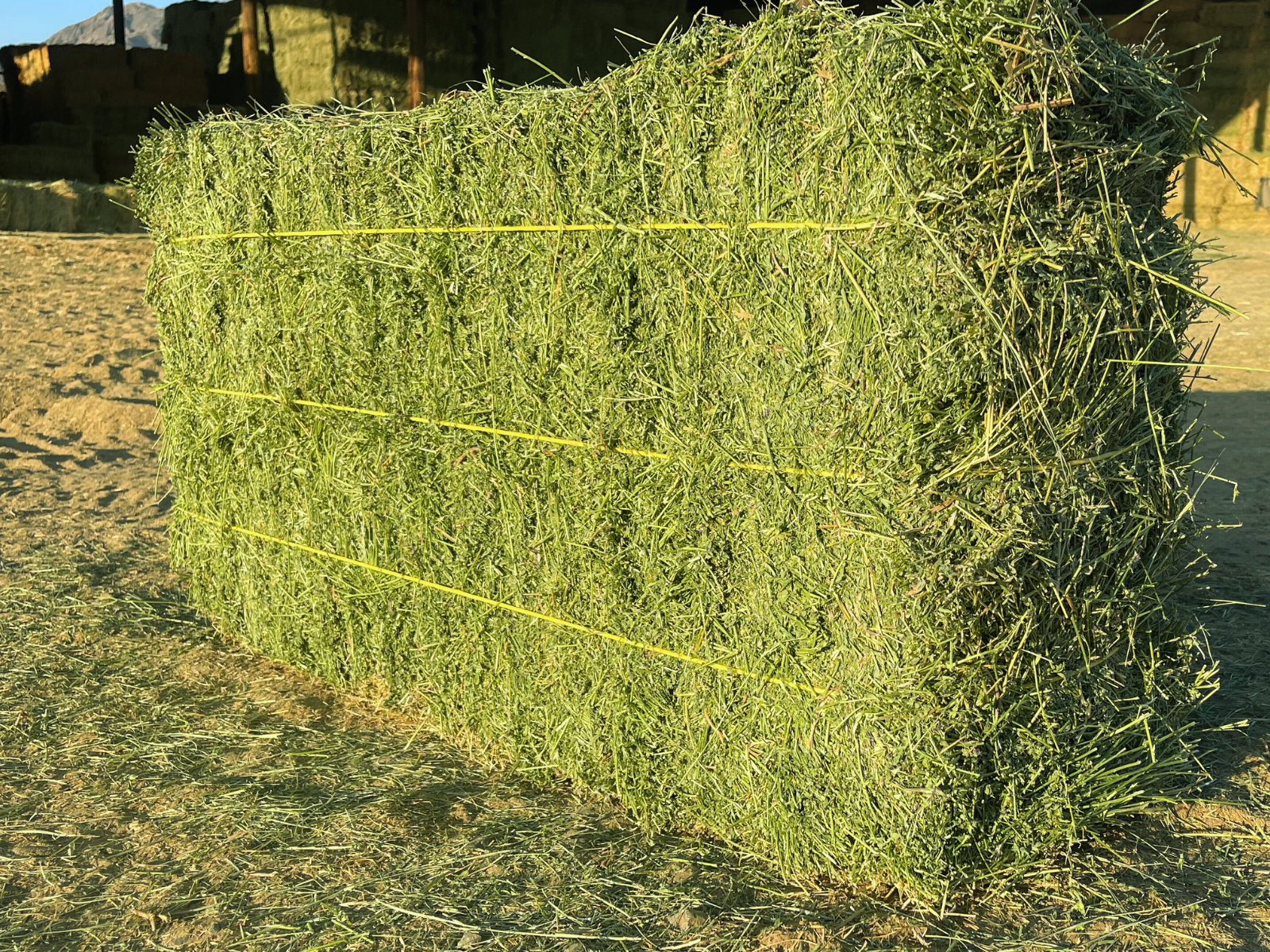 Alfalfa #1