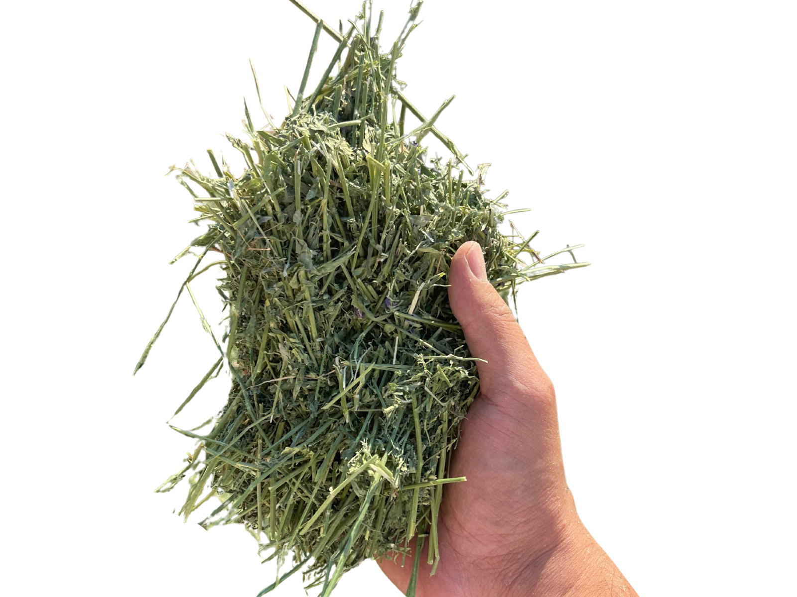 Alfalfa #1