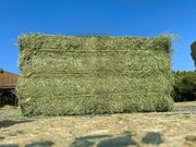 Alfalfa Sale