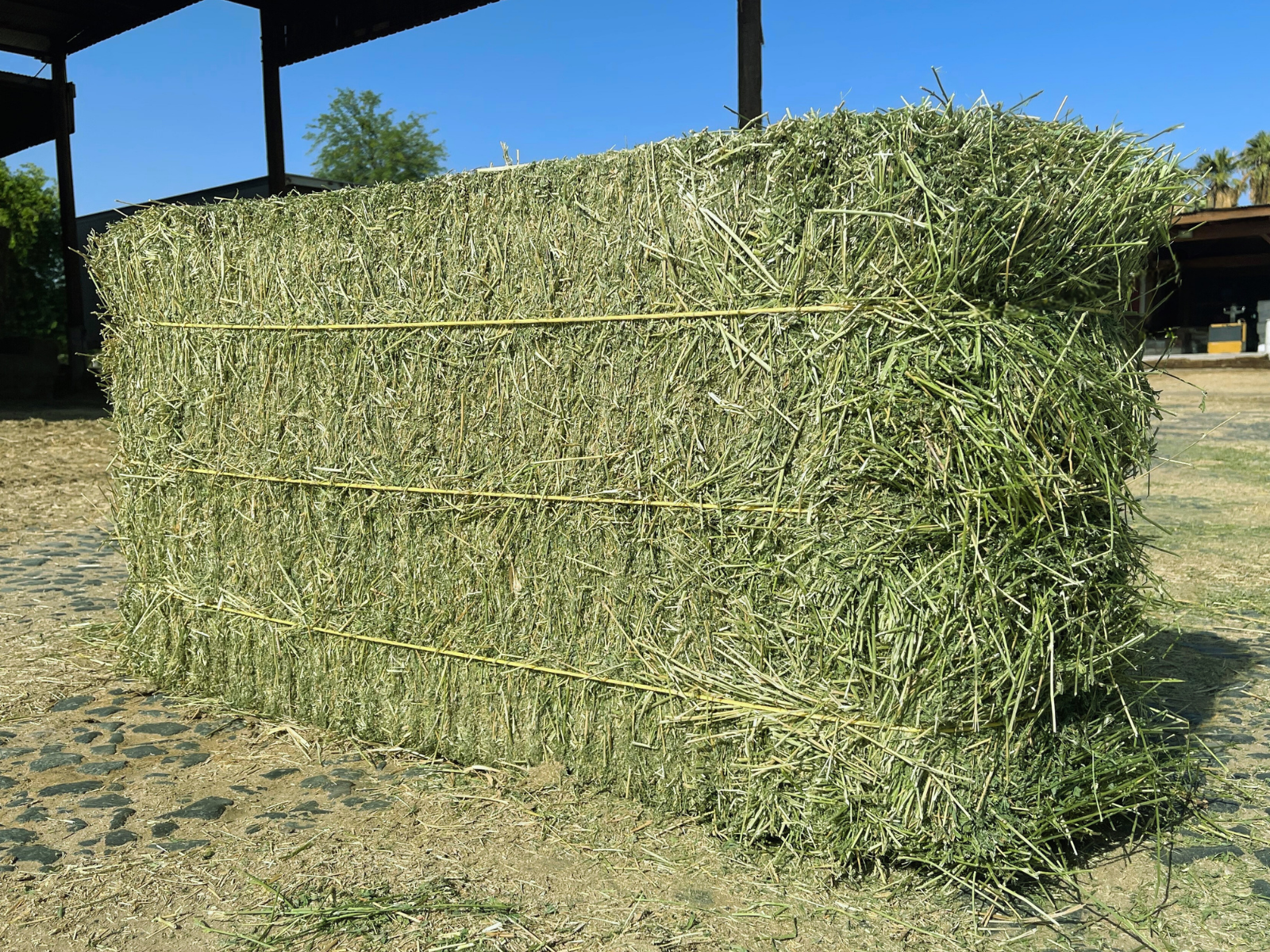 Alfalfa Sale