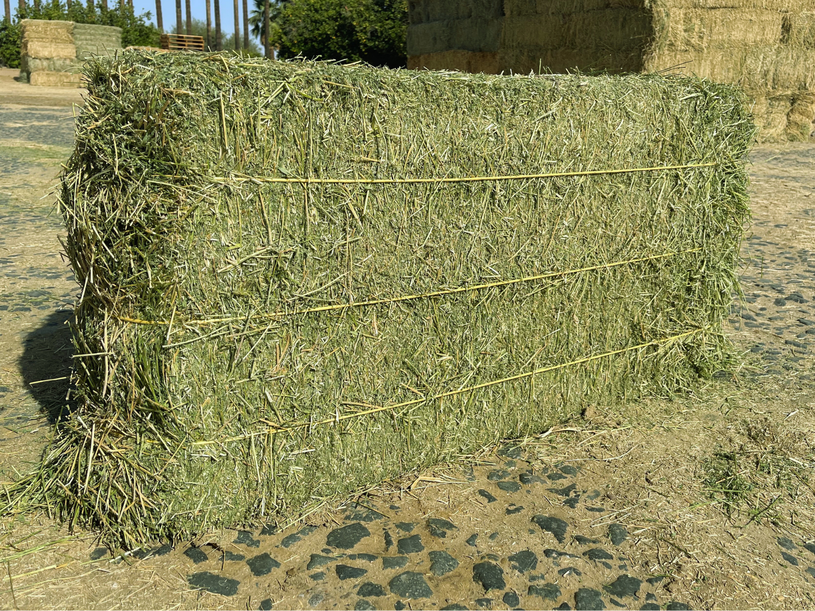 Alfalfa Sale