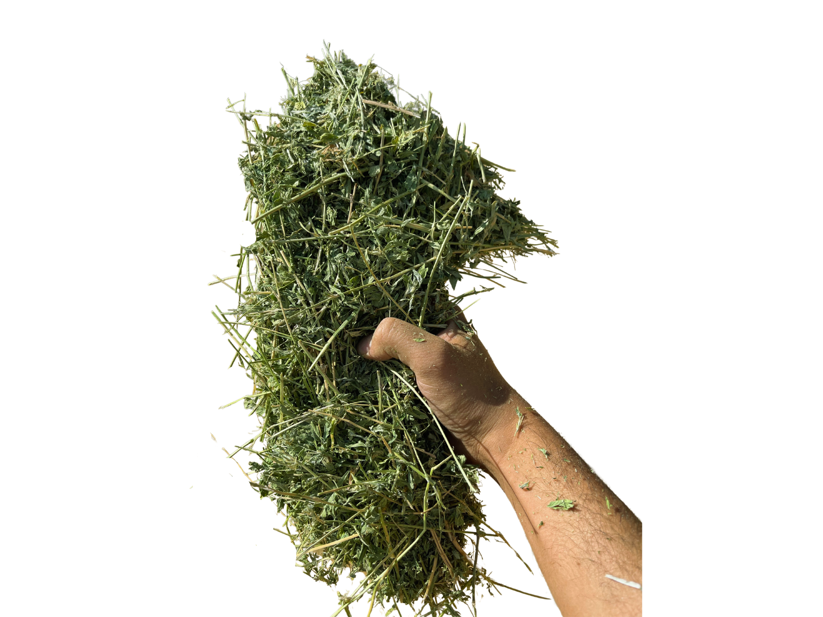 Alfalfa Sale