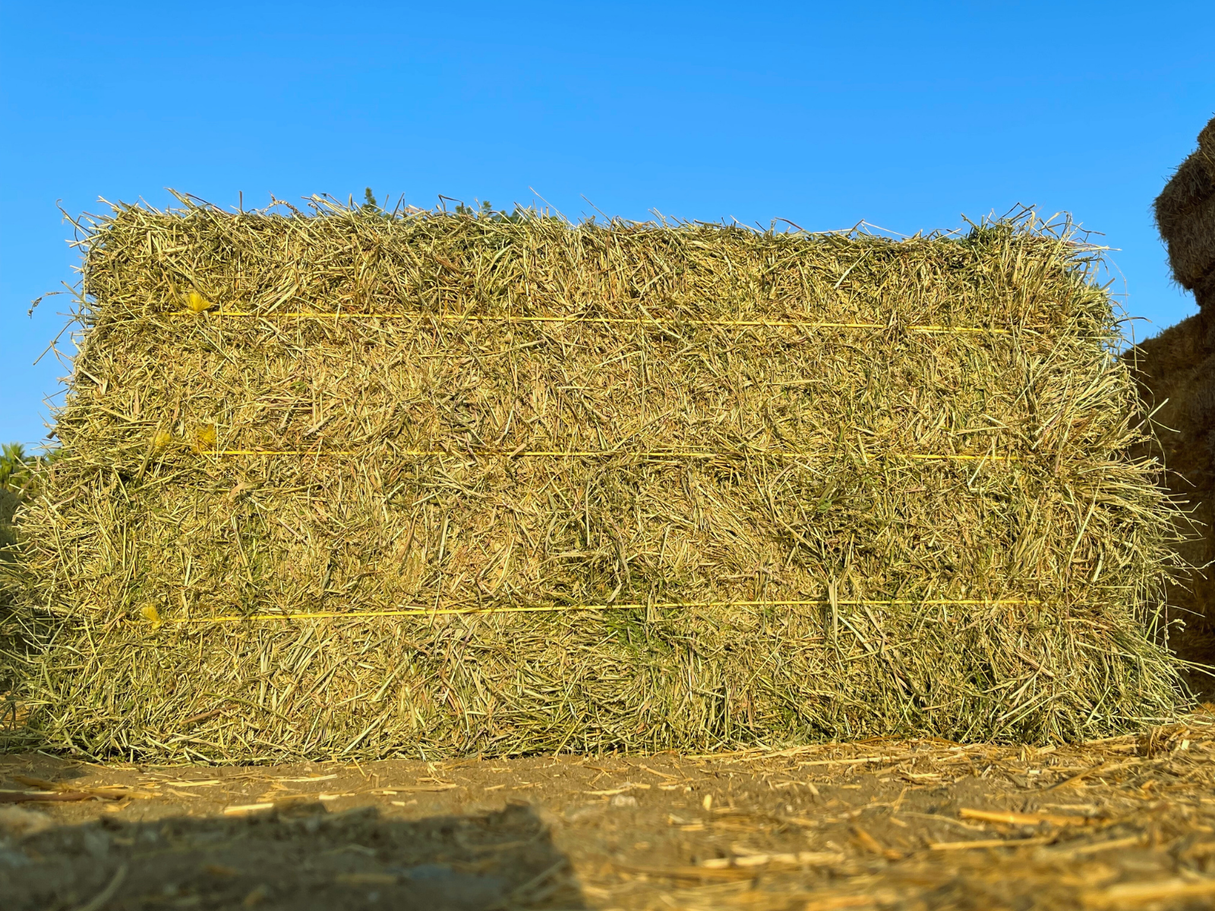 Alfalfa #2