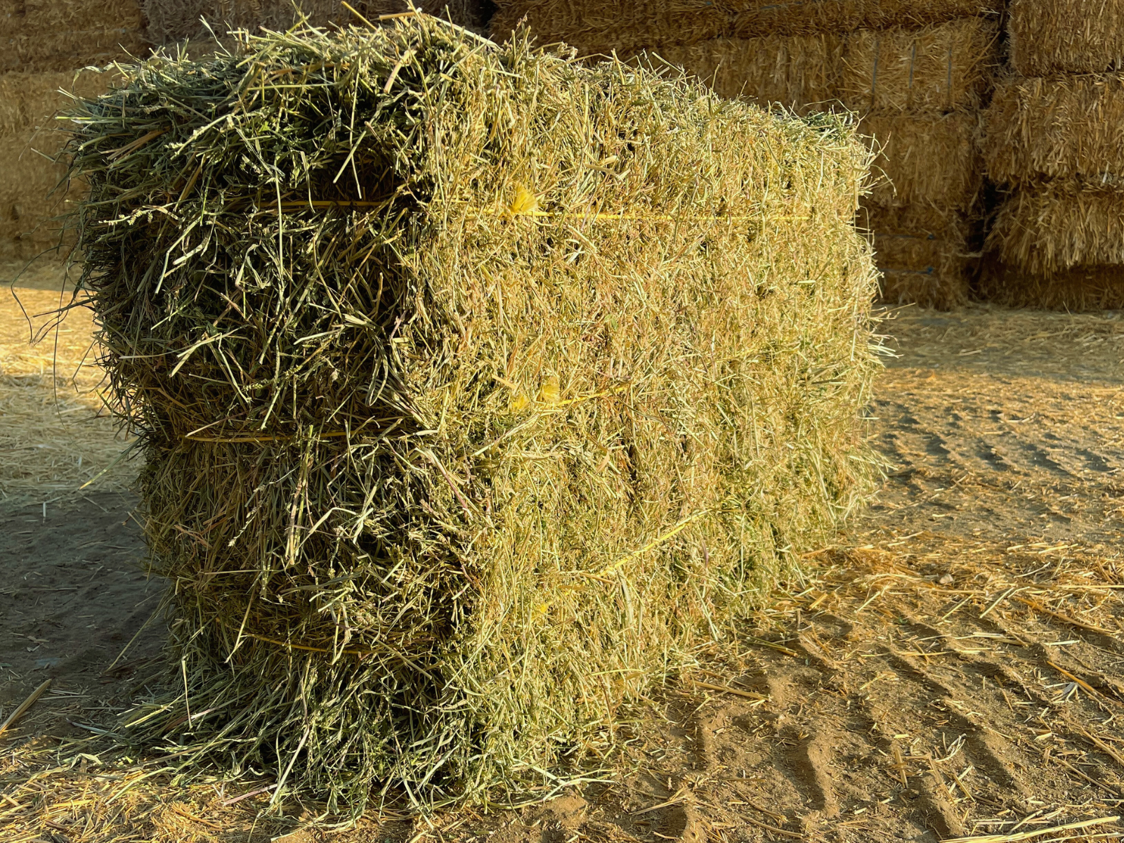 Alfalfa #2