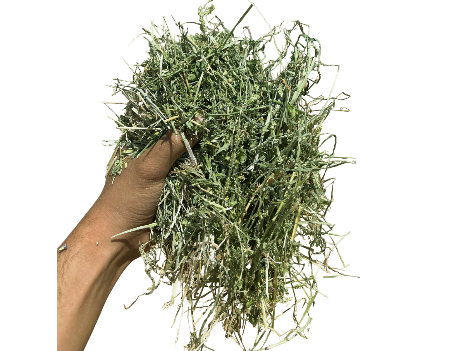 Alfalfa #2