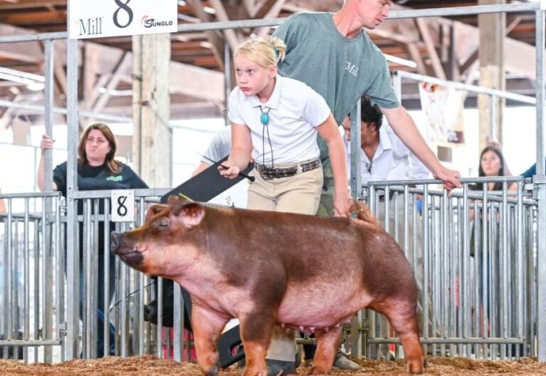 Lindner 611 Scud Missile Show Pig, 50 lb. Bag