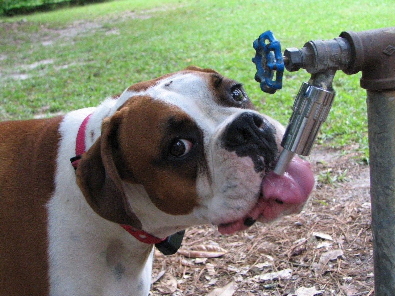 Lixit Dog Faucet, L-100