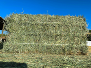 Orchard Hay