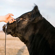 Sullivan Supply 2.0 Phantom Halter
