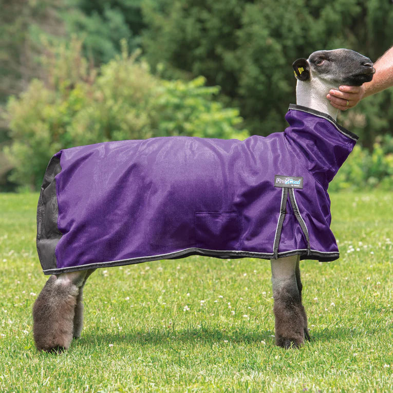 Weaver Livestock ProCool Sheep Blanket with Reflective Piping, Mesh Butt