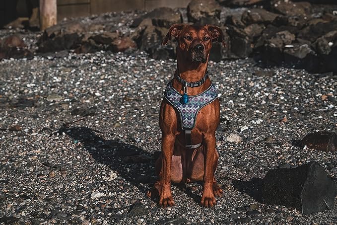 Terrain D.O.G. Motion Activated Dog Safety Light