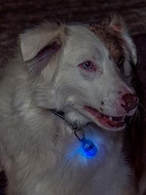 Terrain D.O.G. Motion Activated Dog Safety Light