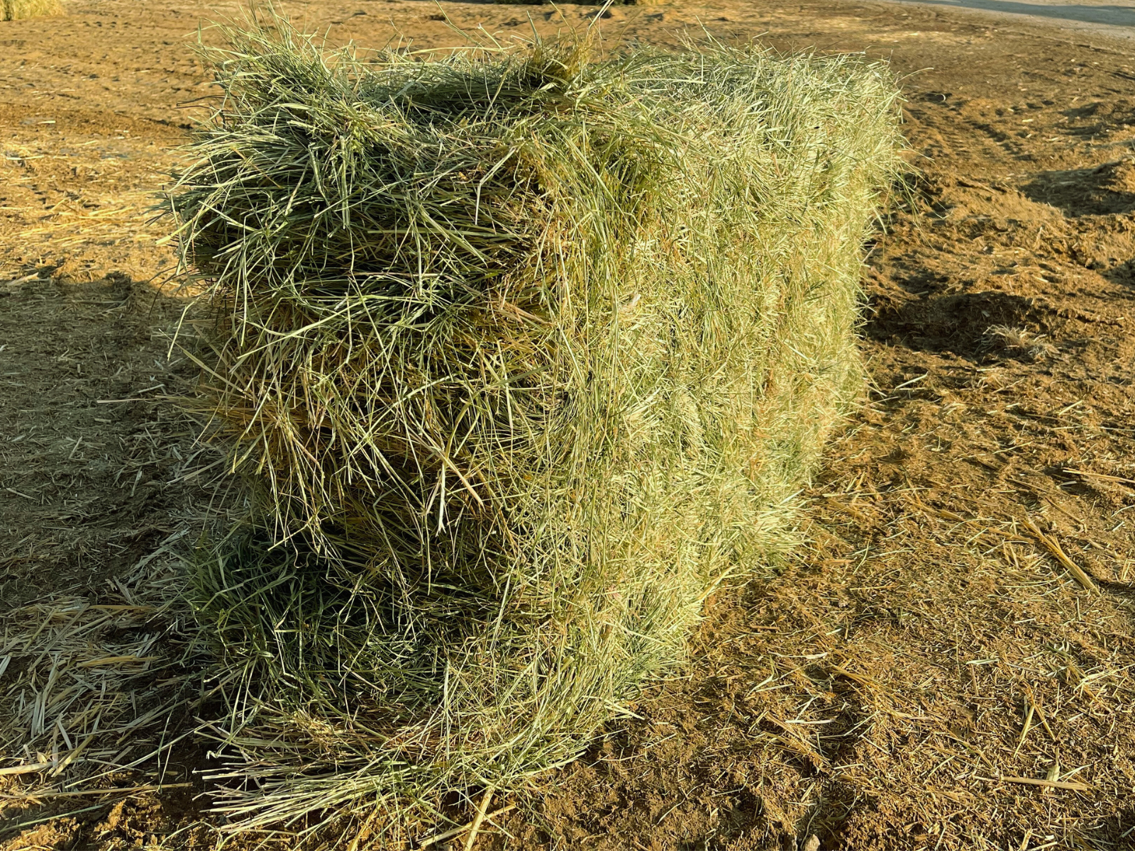 Teff Grass #1