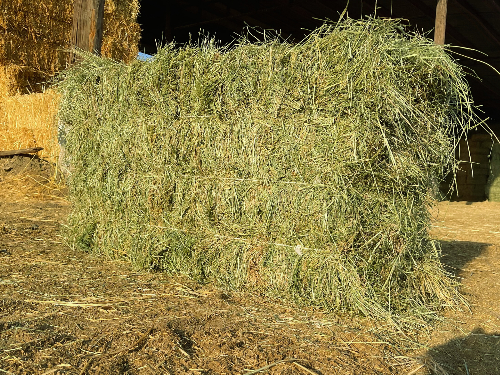 Teff Grass #1