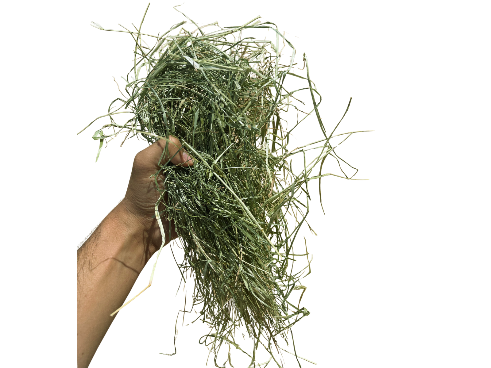 Teff Grass #1
