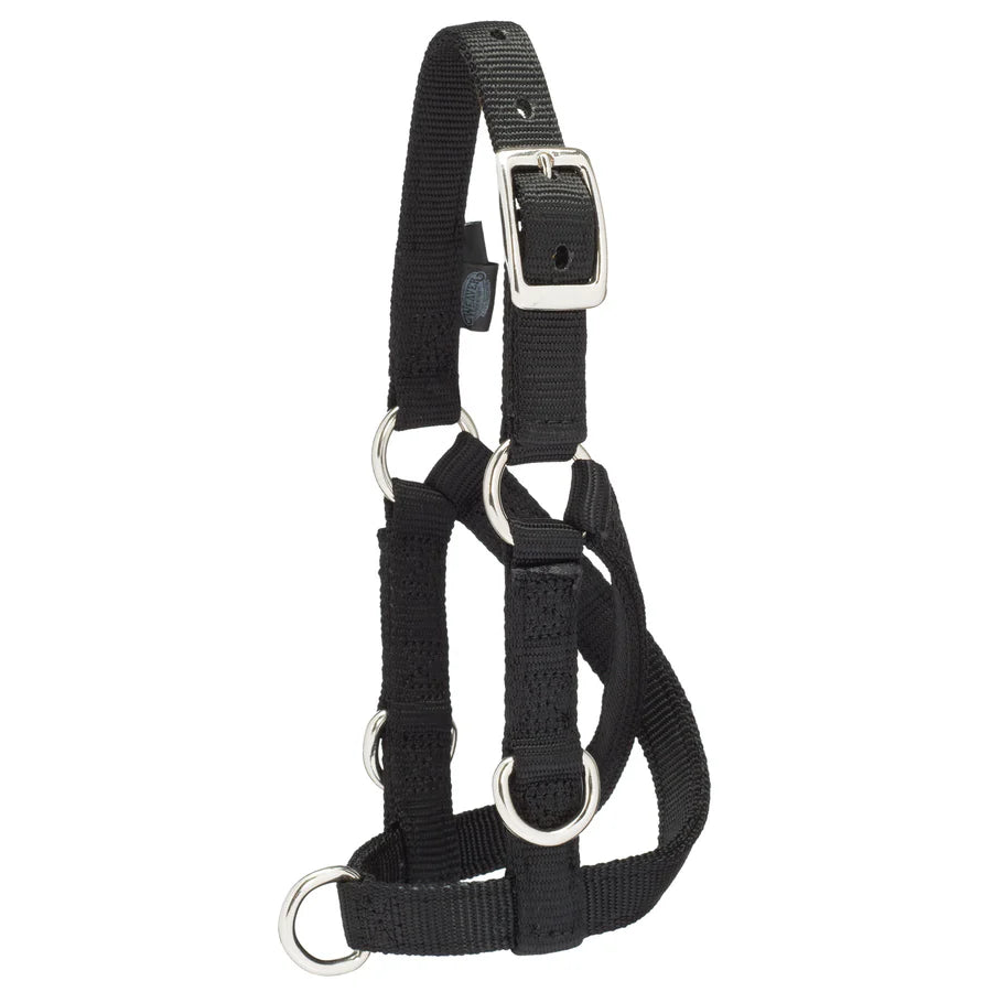 Weaver Livestock Sheep & Goat Training Halter