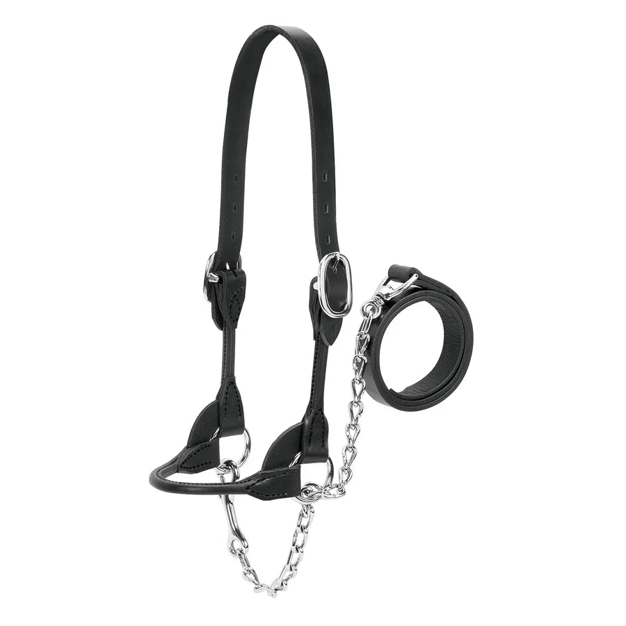 Weaver Livestock Leather Cattle Rounded Show Halter