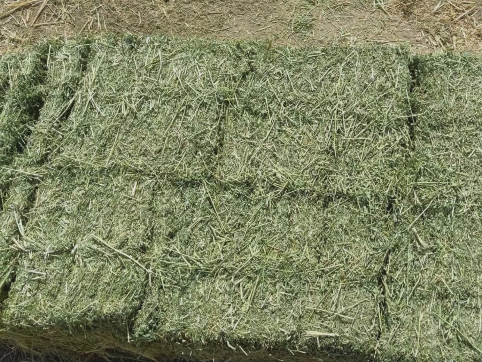 Load video: Alfalfa Sale