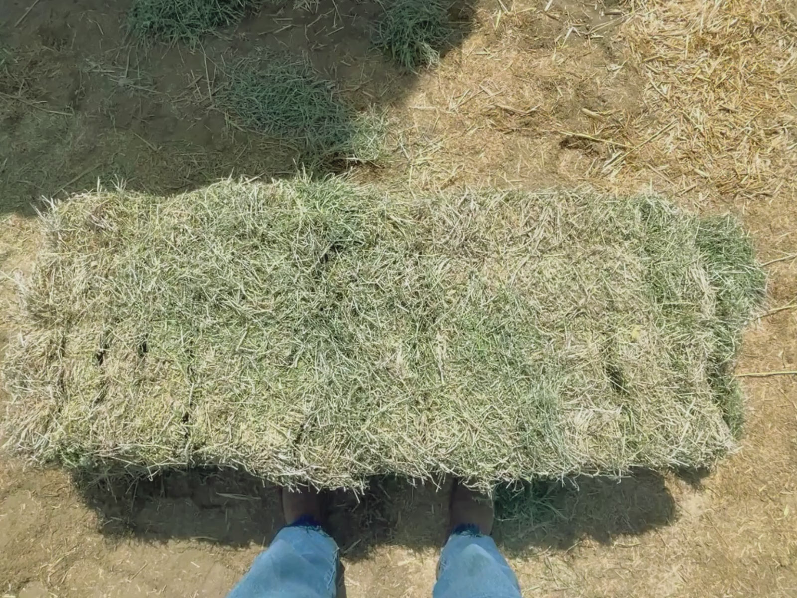 Load video: Alfalfa #2
