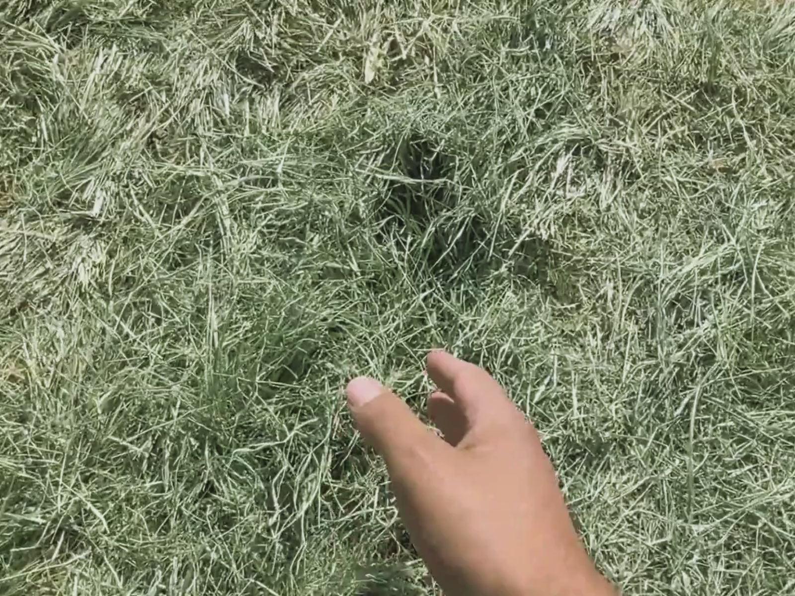Load video: Bermuda Sale
