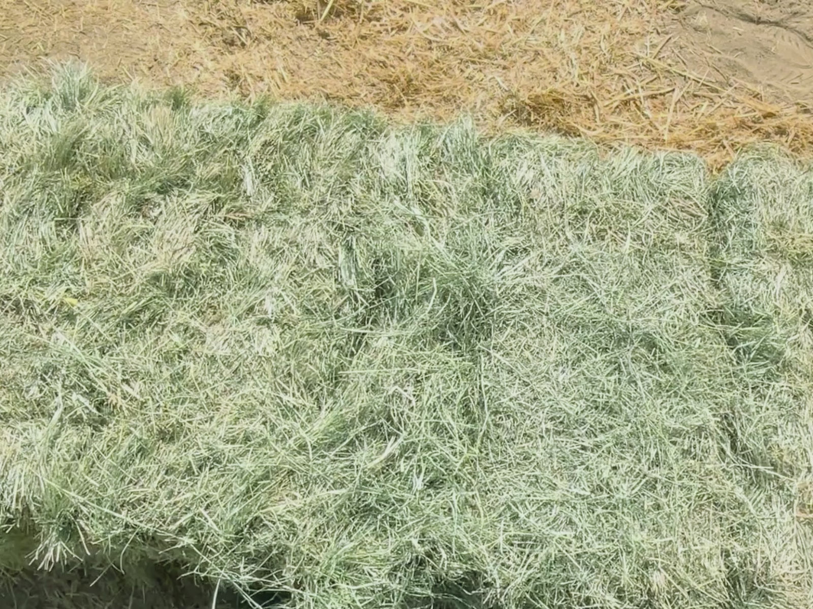 Load video: Bermuda #1