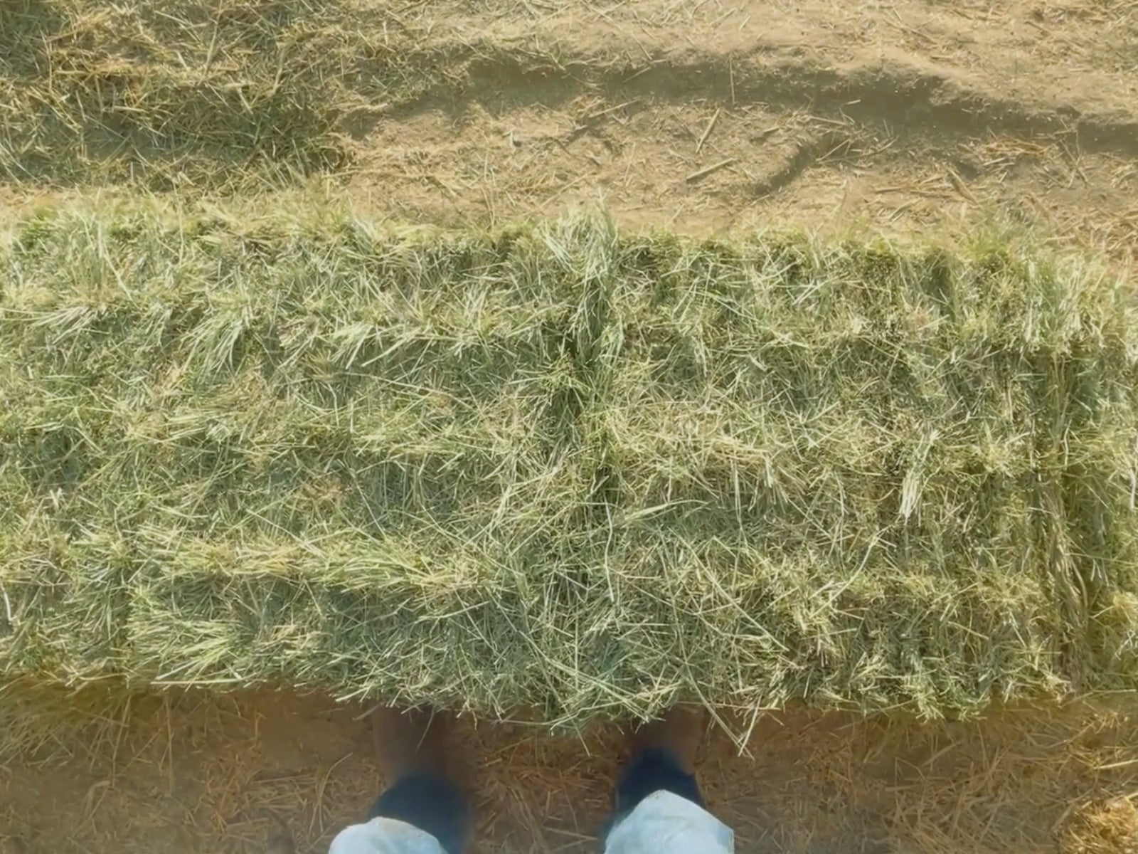 Load video: Teff Grass #1